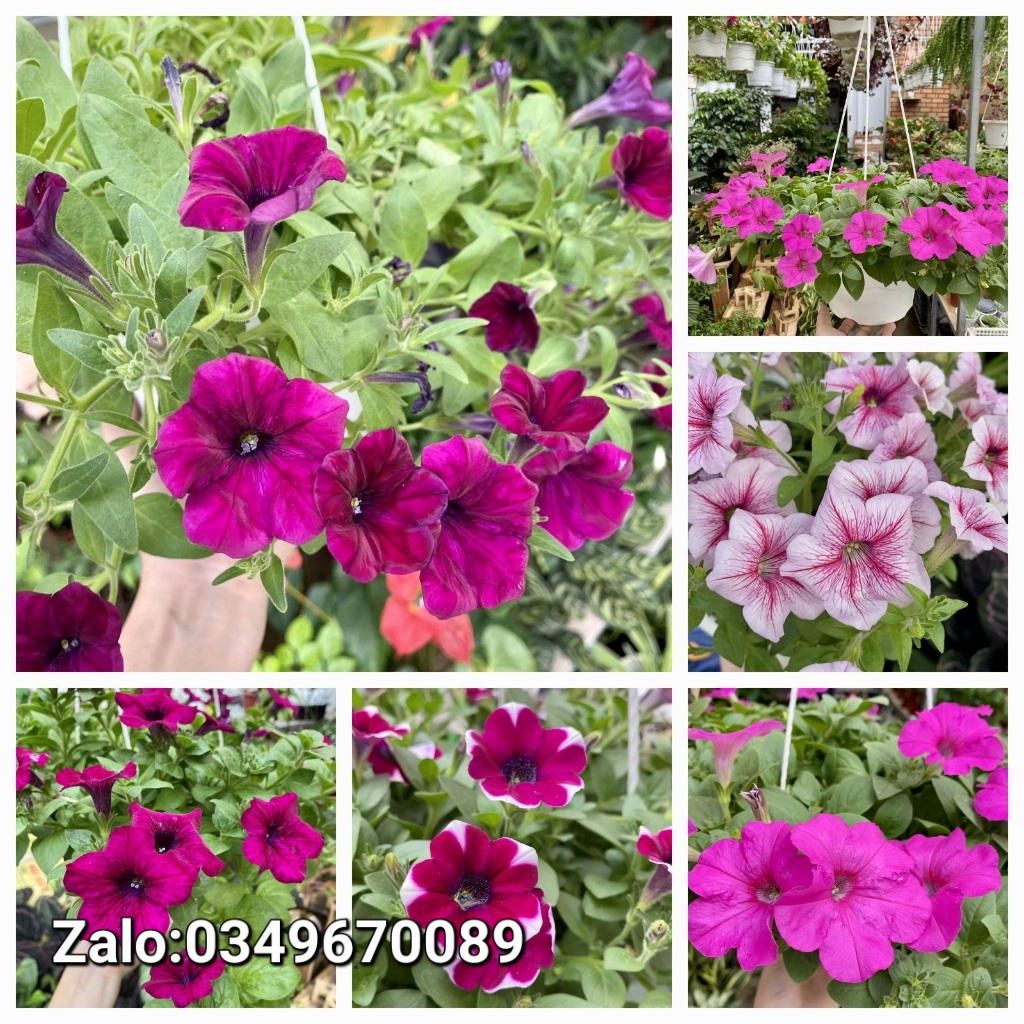 Hạt Giống Dạ Yến Thảo Mix F1 - 100 hạt