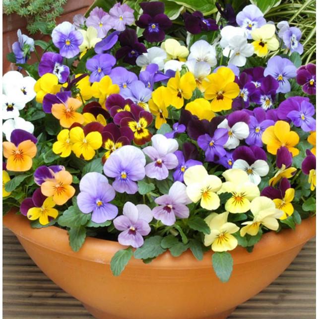 100hạt hoa pansy hoa bướm nhiều màu