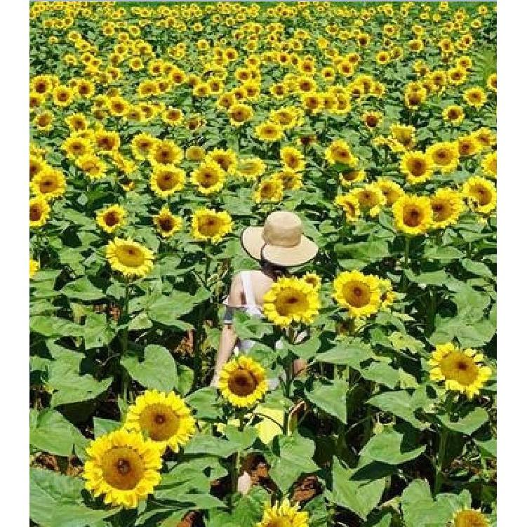 Hạt giống hoa hướng dương cao 120cm 30 hạt/gói