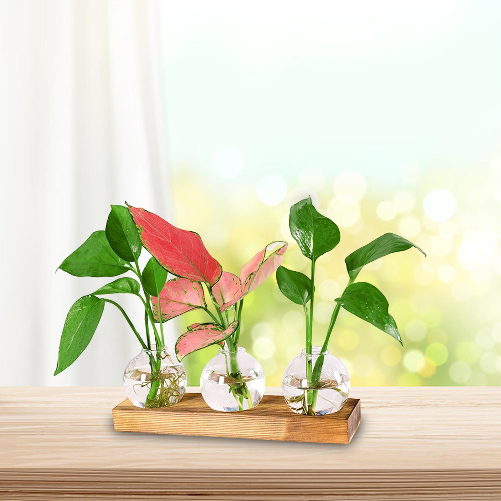 Glass Vase Transparent Bottle Propagation Terrarium for Home Cabinet Decor