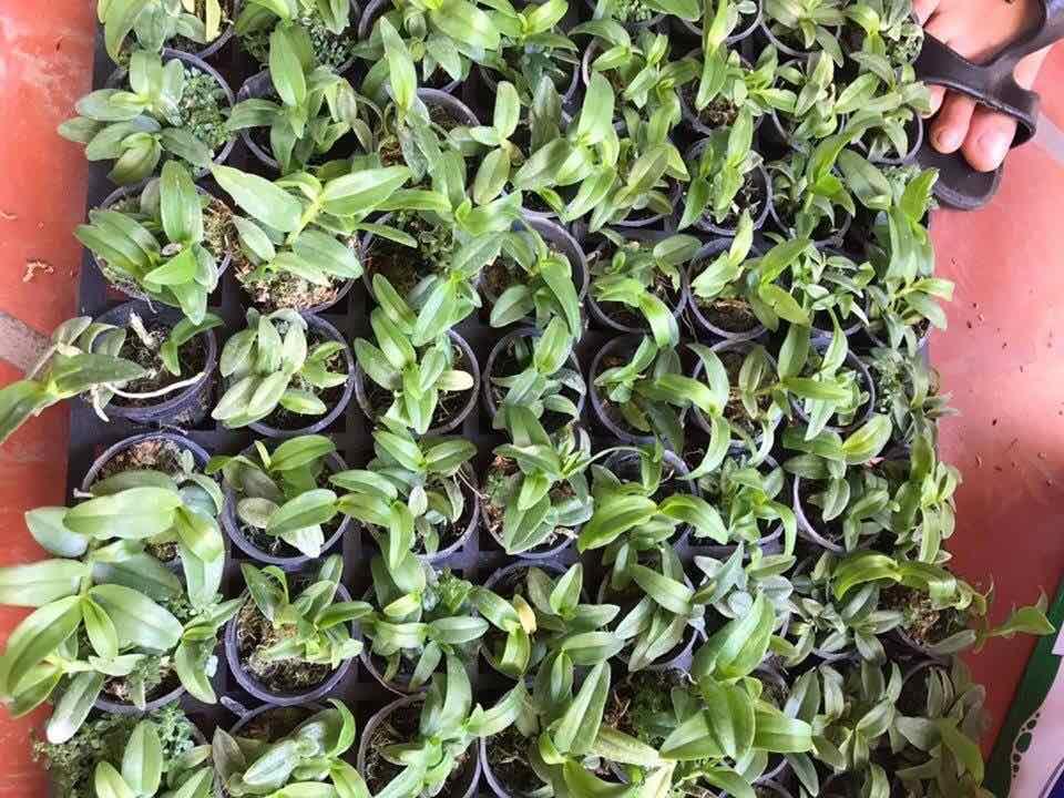 Phi điệp xước giống cây cực đẹp