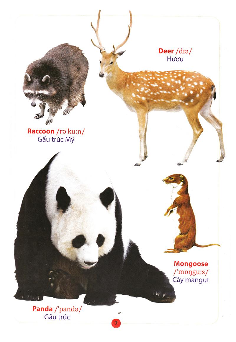 Từ Điển Anh - Việt Bằng Hình: Động Vật (Dành Cho Trẻ Từ 2 - 6 Tuổi)