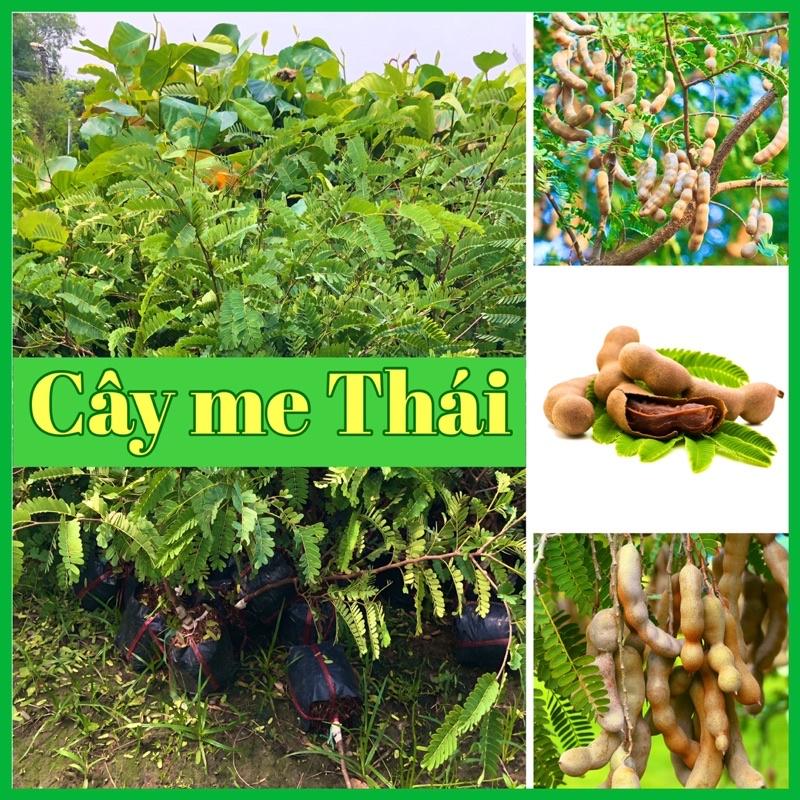 Cây me Thái ngọt cao 60-80 cm rất dễ trồng