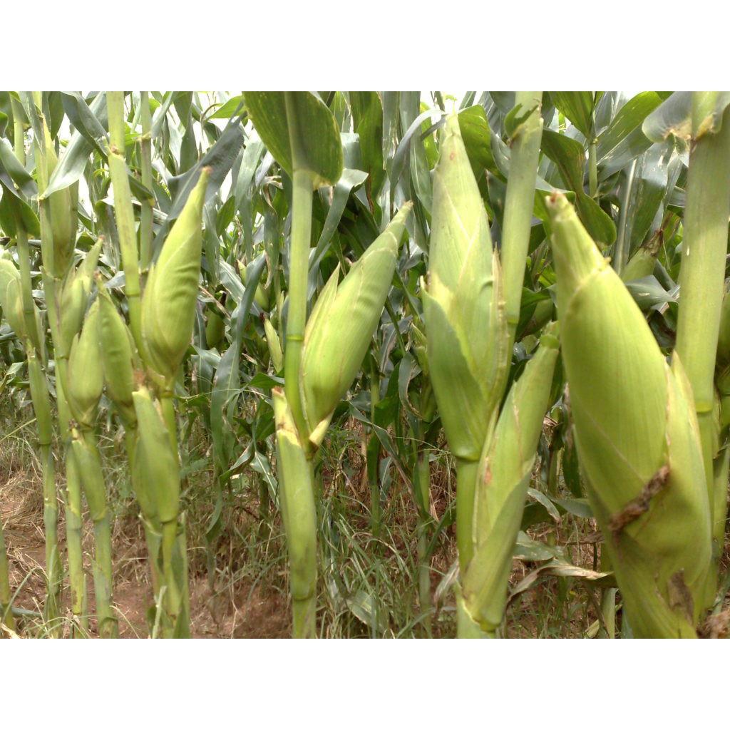 Hạt Giống Bắp Nếp Nù Siêu Dẻo CT58 - Gói 100gram