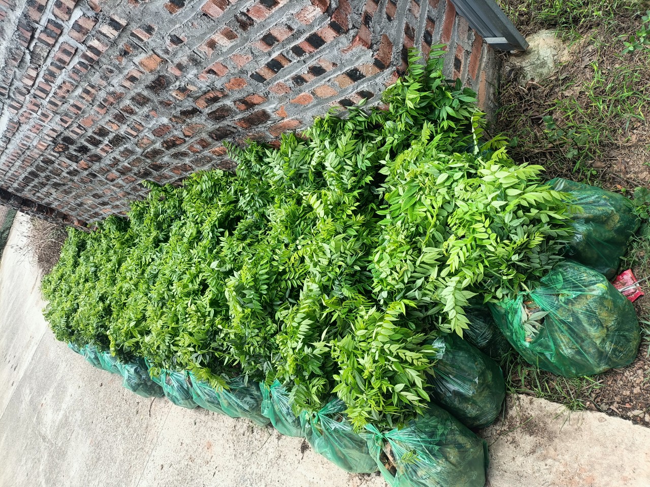 Combo 10 Cây Sưa Đỏ Cao 40Cm