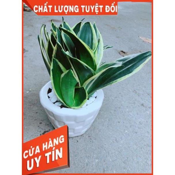 Chậu Lưỡi Hổ Thái