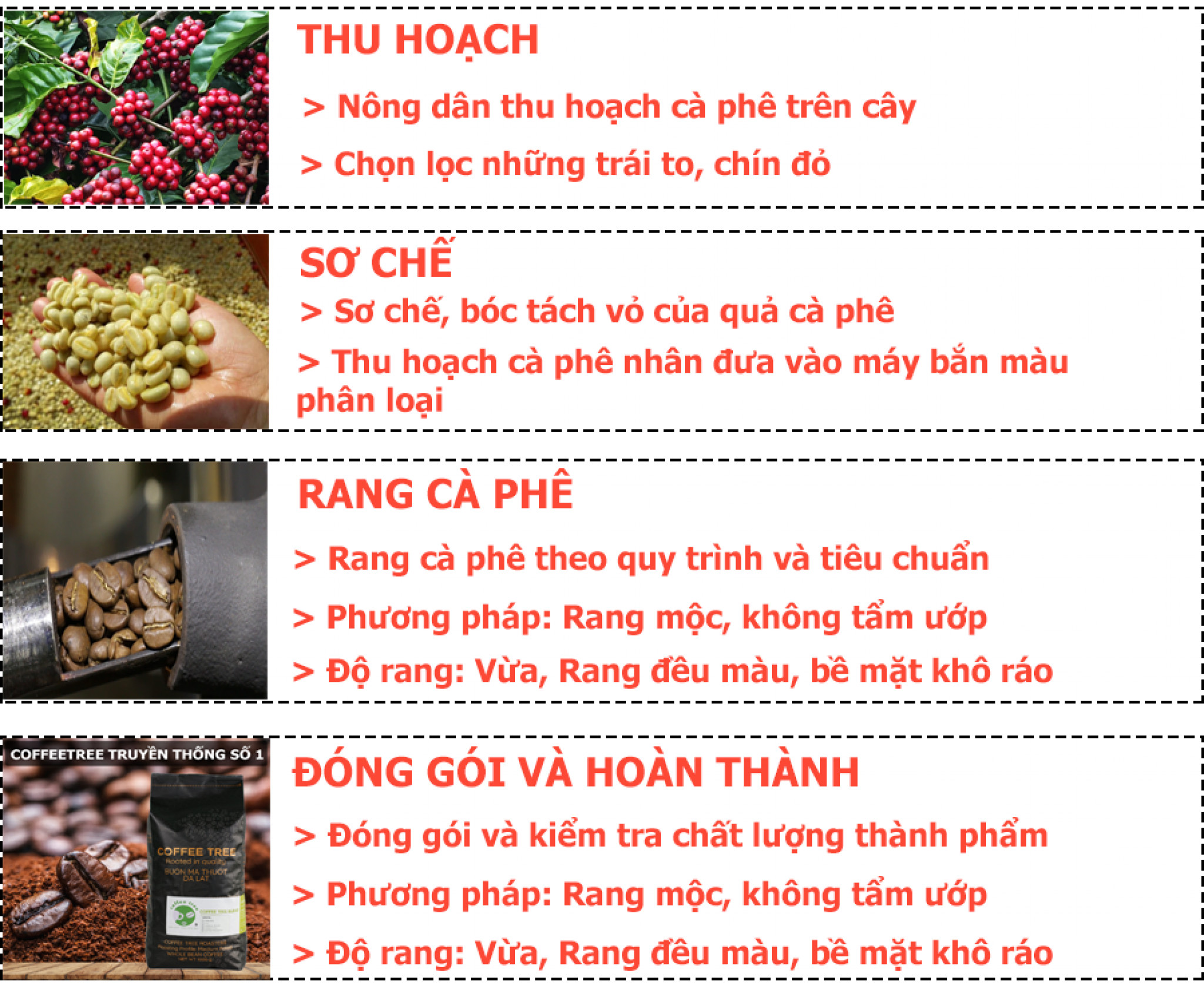 Cà phê hạt nguyên chất Coffee Tree đặc biêt gu đậm đắng thơm - Cà phê pha phin hoặc pha máy từ BMT hiệu Coffee Tree