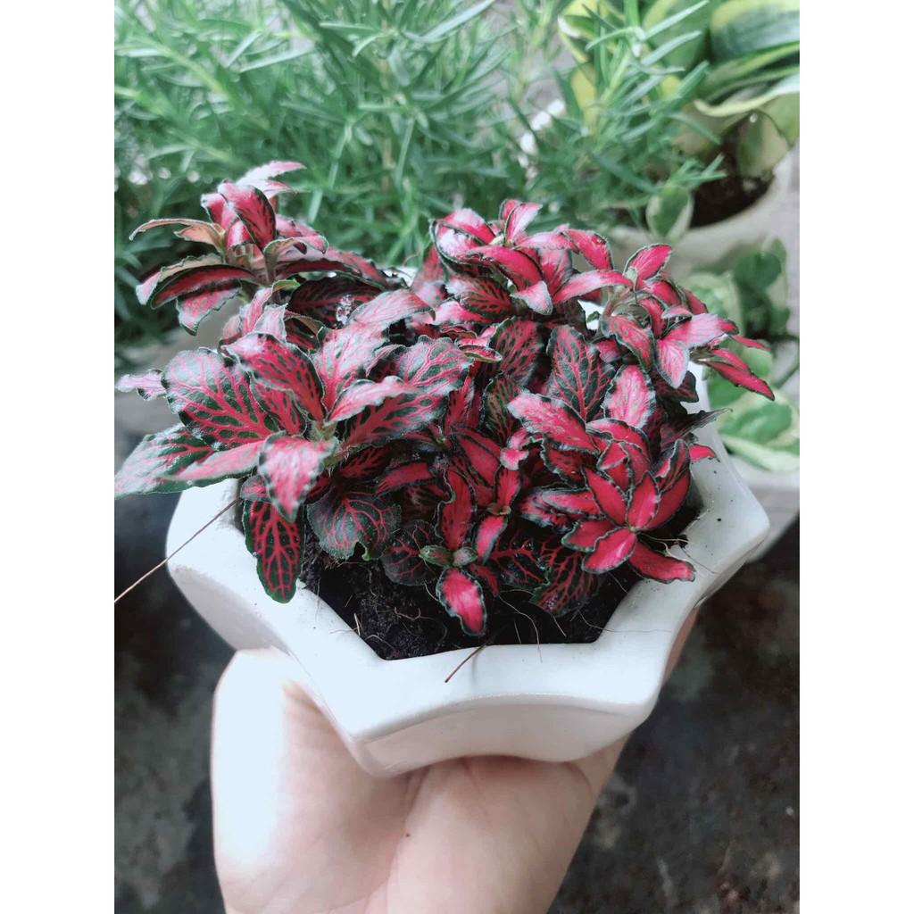 Chậu cây cẩm nhung Bán Chạy