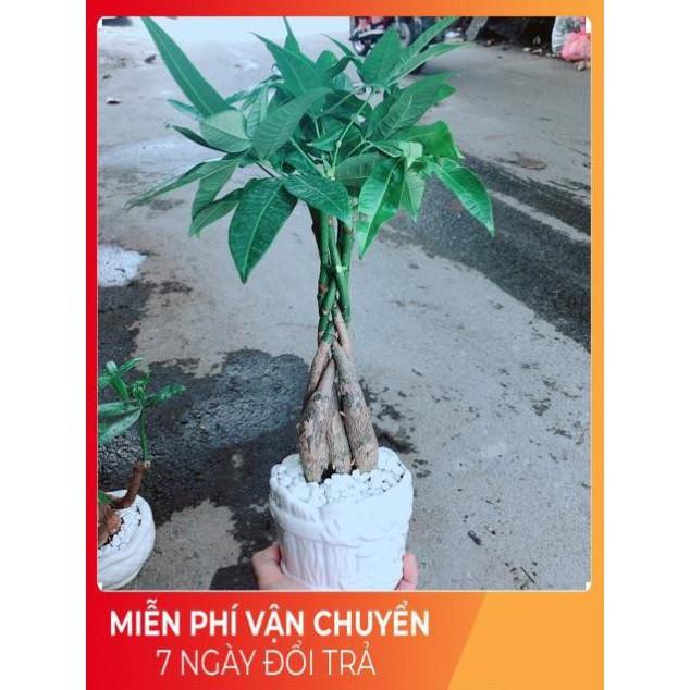 Chậu Kim Ngân 5 Thân Thắt Bính
