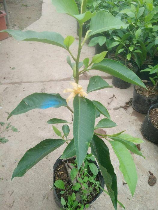 Ngọc lan hoa vàng cây trưởng thành