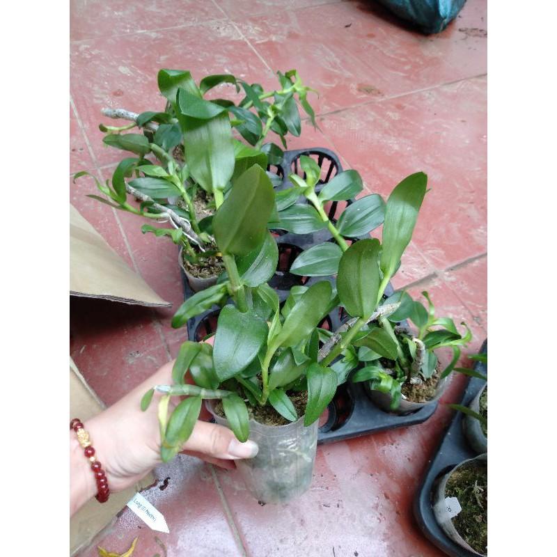 Hoa phong lan trầm thiên long