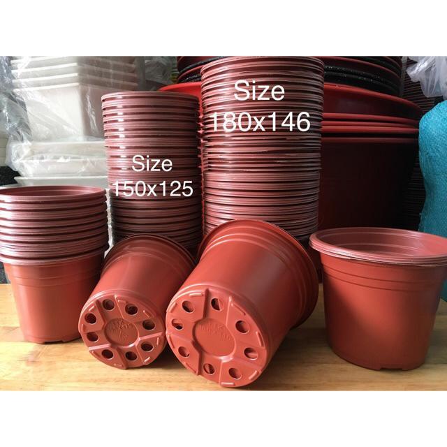 Combo 100 Chậu Nhựa Vành Cứng Trồng cây, Ươm Cây, Gieo Hạt