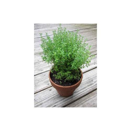 Hạt giống Cỏ Xạ Hương