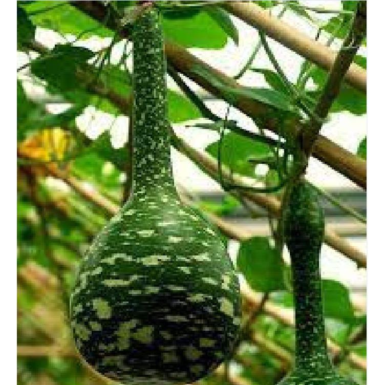 Hạt Giống Bầu Thiên Nga - 5 hạt/gói