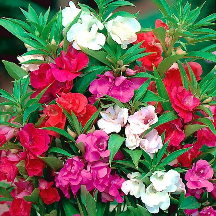 Hạt Giống Hoa Móng Tay Nhiều Màu