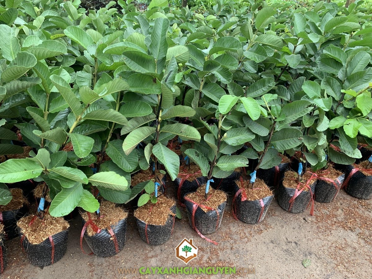 Cây Giống Ổi Lê Ruột Đỏ