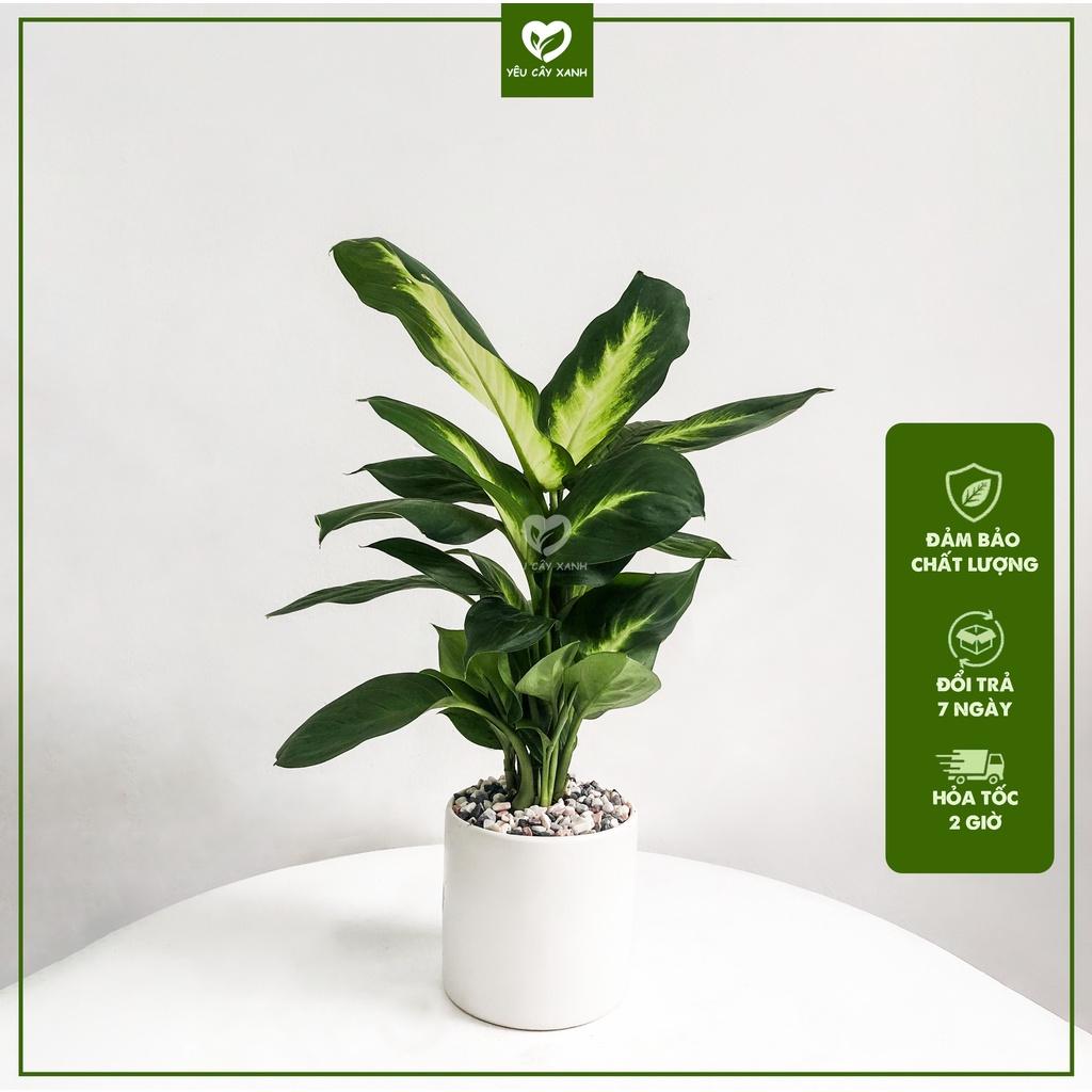 Cây Vạn Niên Thanh để bàn - Cây Sao Sáng