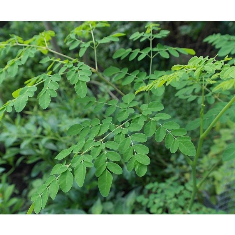 Combo 2 cây chùm ngây một loại cây có giá trị dinh dưỡng cao.