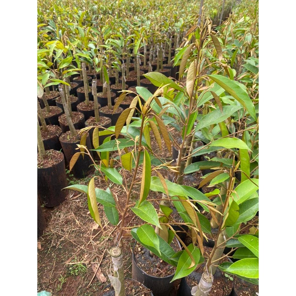 Cây giống Sầu Riêng Musang King - gốc GHÉP 2 NĂM