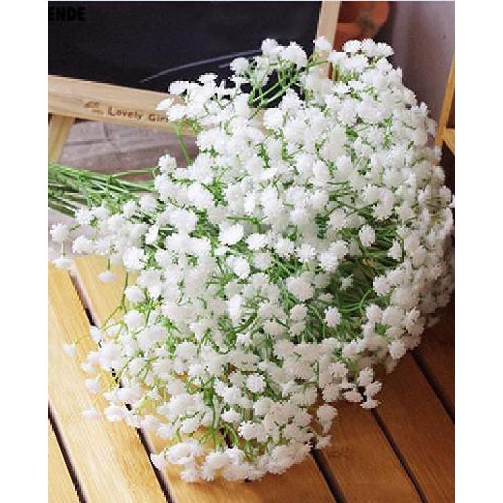 Hạt giống hoa Baby trắng – Gói 100 hạt