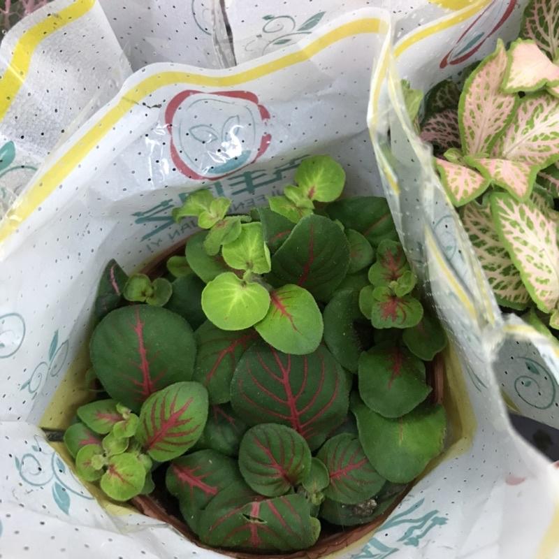Cây cẩm nhung-cây quốc dân chơi terrarium