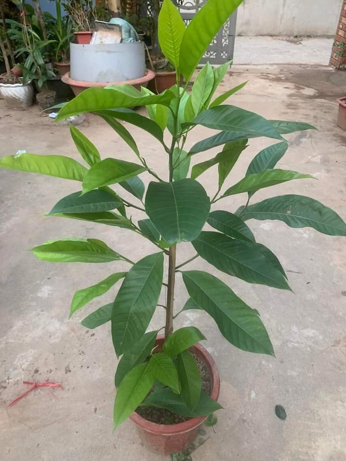 Cây hoa ngọc lan trắng cao 80cm trở lên