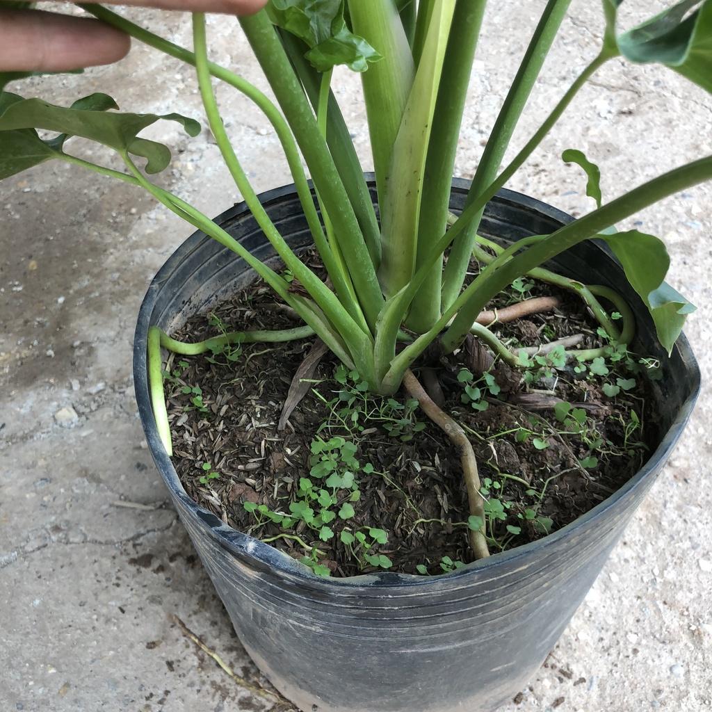 Cây trầu bà thanh xuân to, Cao 50cm tán lá cực dày xanh mướt bắt mắt, thanh lọc không khí