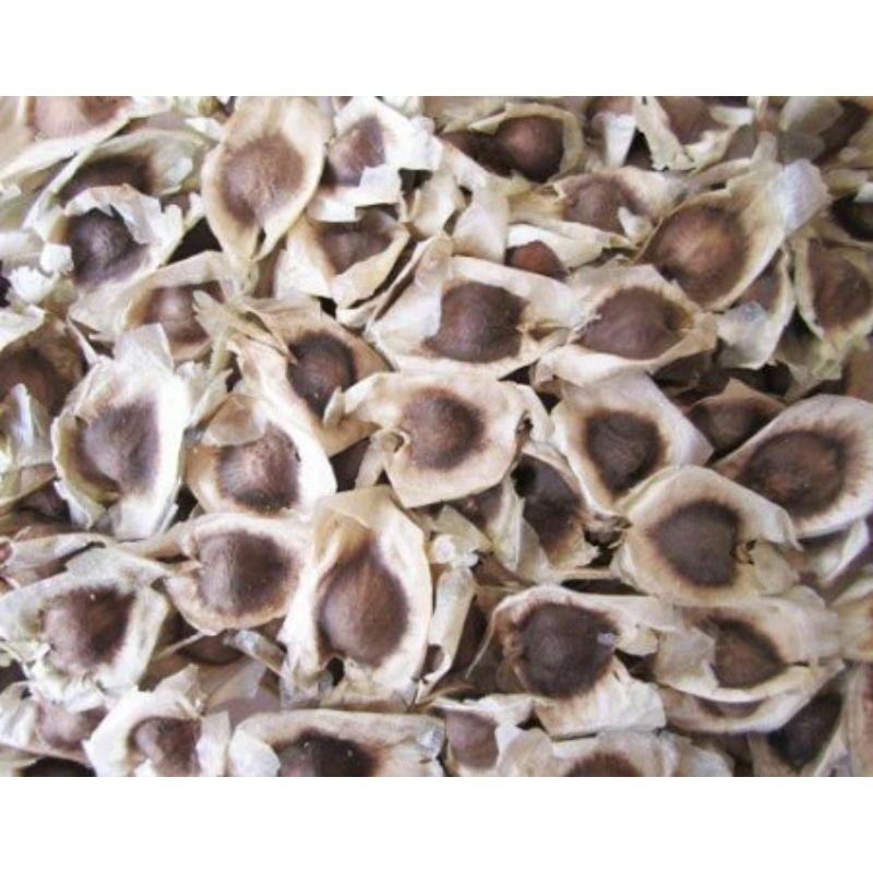 250 gram hạt giống cây chùm ngây