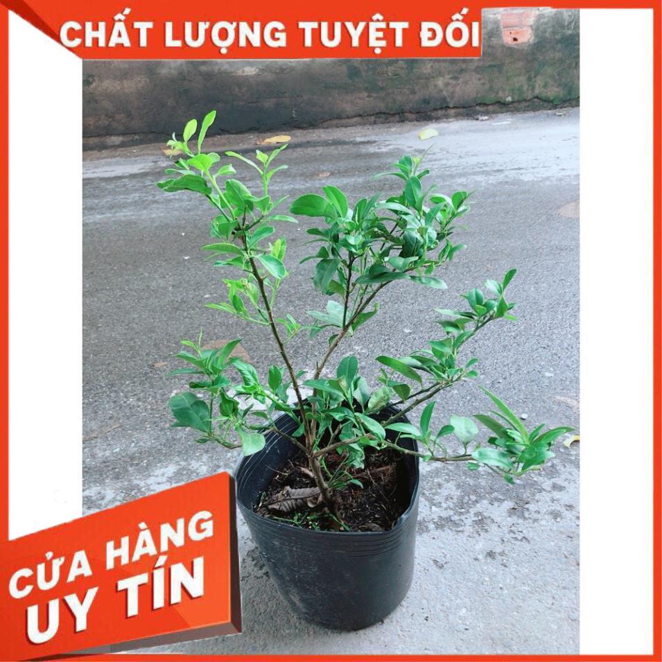 Cây Chanh Ăn Quả Hoặc Làm Gia Vị