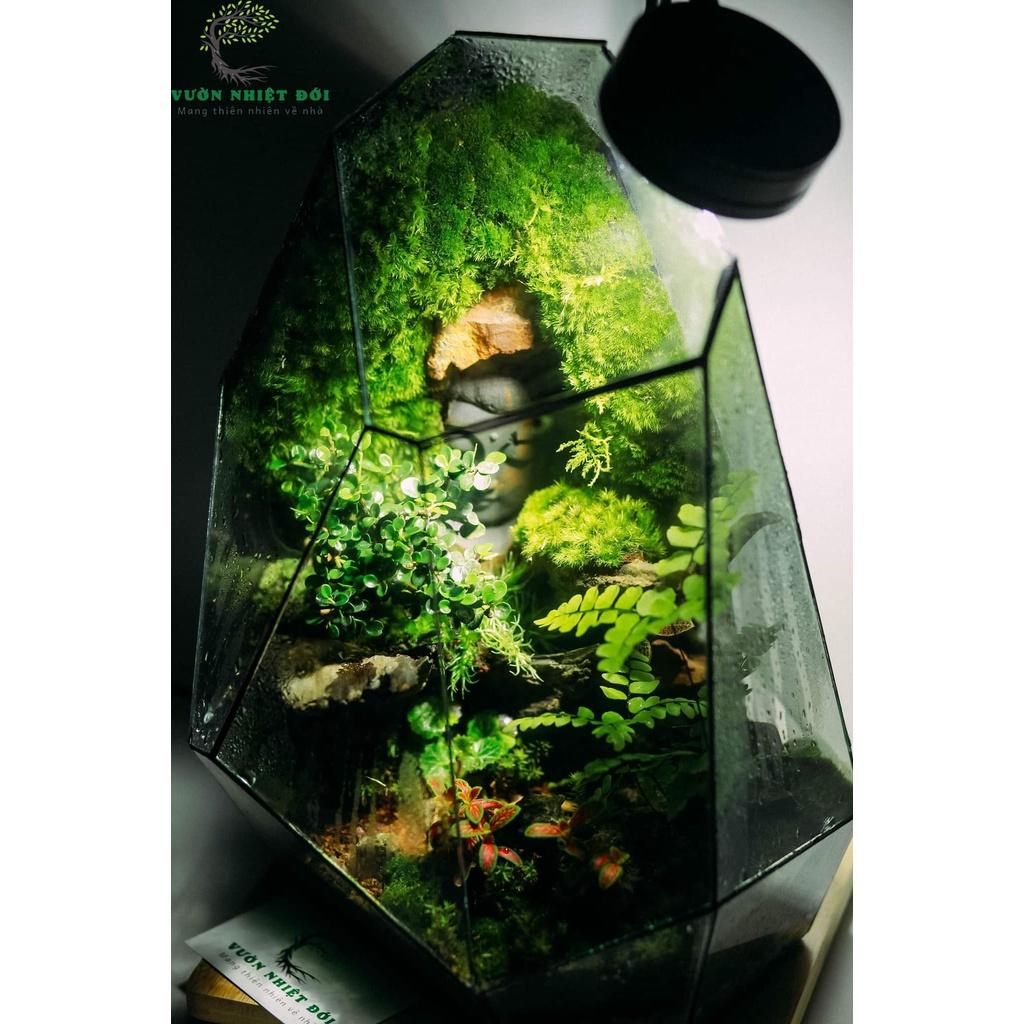 Bể Terrarium Đa Giác Setup Bán Cạn Để Bàn Làm Việc
