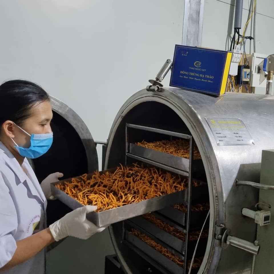 Đông trùng hạ thảo ký chủ nhộng 10g