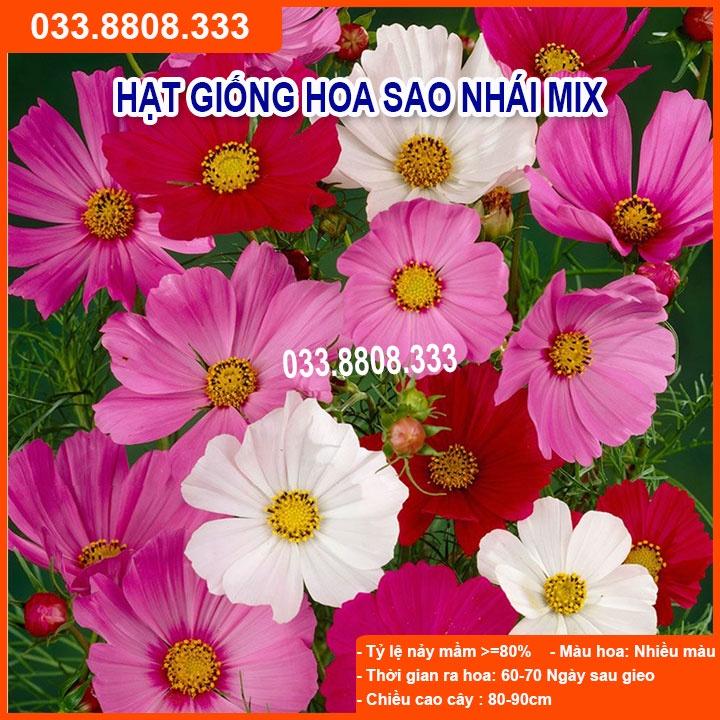 HẠT GIỐNG HOA SAO NHÁY MIX CỰC DỄ TRỒNG