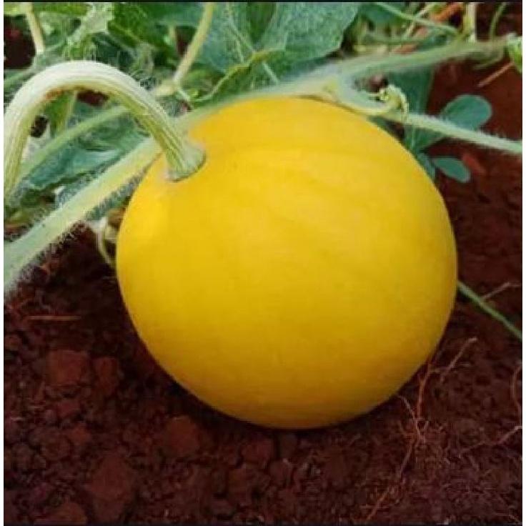 Combo 5 gói Hạt giống dưa hấu vỏ vàng ruột đỏ -gói 10 hạt - tặng kèm 1 gói phân bón