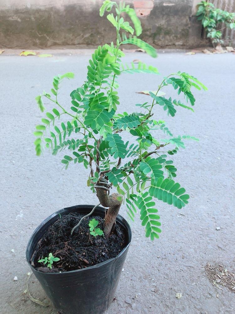 Cây Me Bonsai