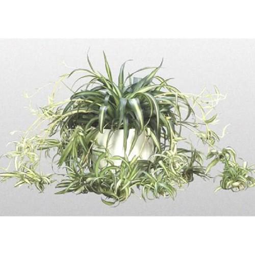 CHẬU CÂY CẢNH LAN CHI ĐẸP NHÀ, VƯỢNG KHÍ CHO GIA CHỦ - NCCGCCLCG