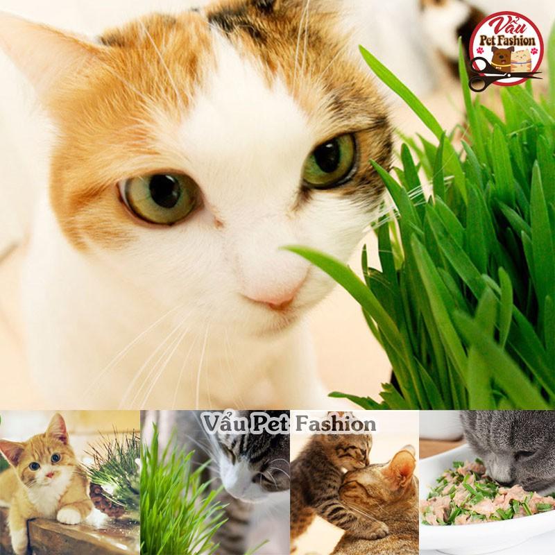 Bộ trồng cỏ tươi cho mèo (Trồng bằng hạt nở, đã kèm hạt giống)