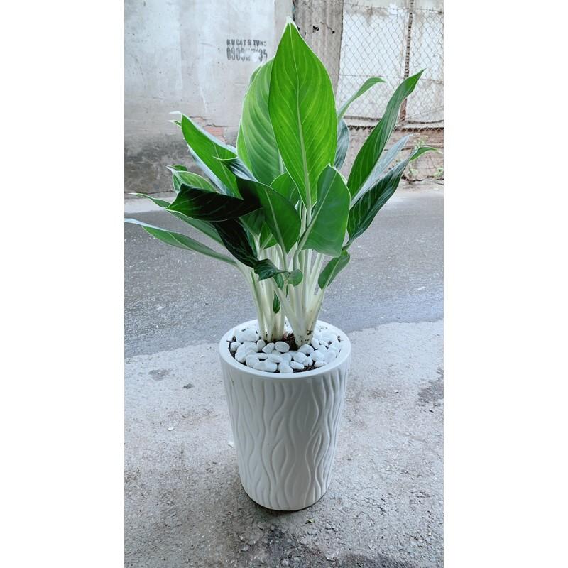 Chậu Cây Bạch Mã Hoàng Tử