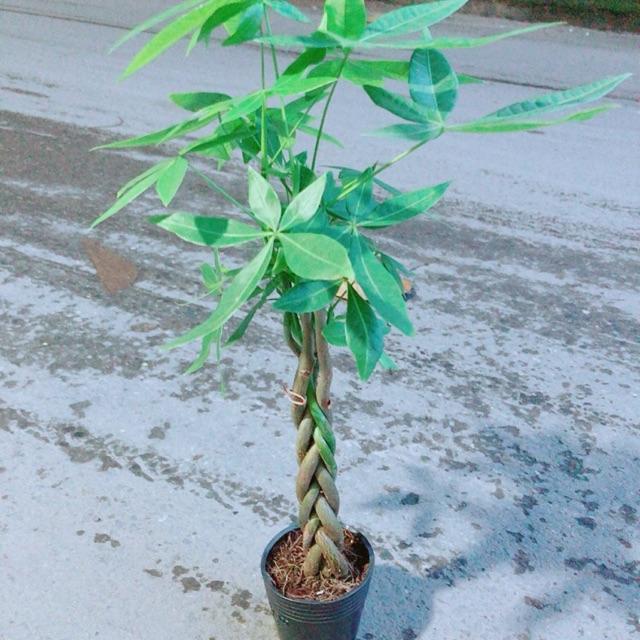 Kim Ngân Thắt Bính