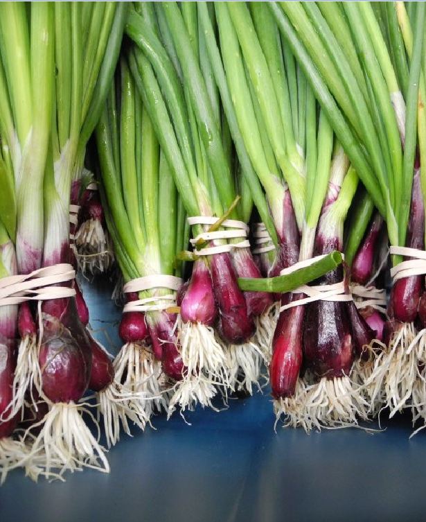 Combo 2 gói Hạt giống hành gốc tím F1 -gói 2gram/tặng kèm gói phân bón lót