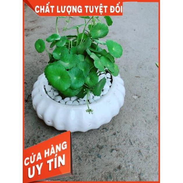Chậu Cỏ Đồng Tiền