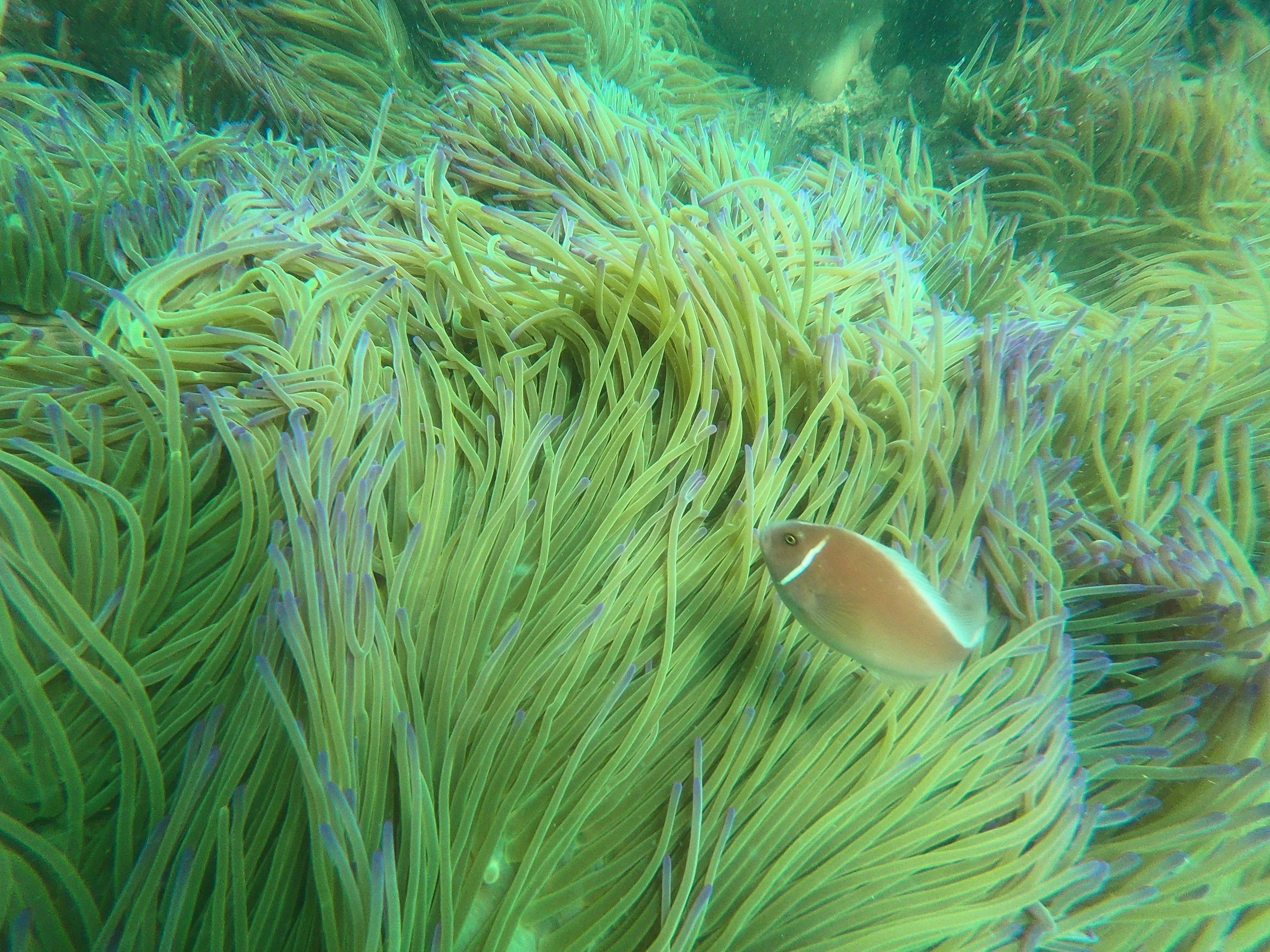 SCUBA DIVING  Phi Hành Gia Dưới Đáy Đại Dương với “Bình Dưỡng Khí”