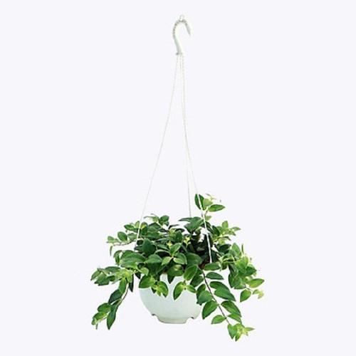 CHẬU CÂY HOA SON MÔI SIÊU ĐẸP, HOA NỘI THẤT, HOA BAN CÔNG HOÀN HẢO CHO GIA ĐÌNH BẠN - CHSMSD