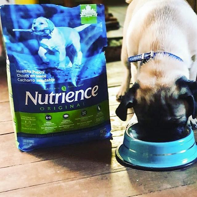 Thức Ăn Cho Chó Con Nutrience Original Bao 2,5kg Phát Triển Trí Não, Dầu Cá Hồi Giúp Da Lông Bóng Mượt Thịt Gà Trái Cây