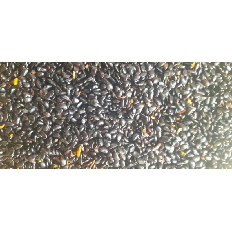 Hạt giống keo tai tượng Úc trồng rừng, cải tạo đất - túi 500 gram