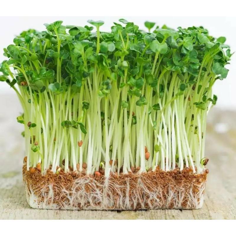 HẠT GIỐNG RAU MẦM_ MẦM SÚP LƠ XANH
