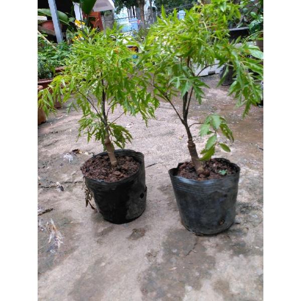 Cây Đinh lăng lá nếp.