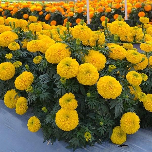 Hạt giống hoa vạn thọ Mỹ nhiều màu CT487 - Gói 50 hạt