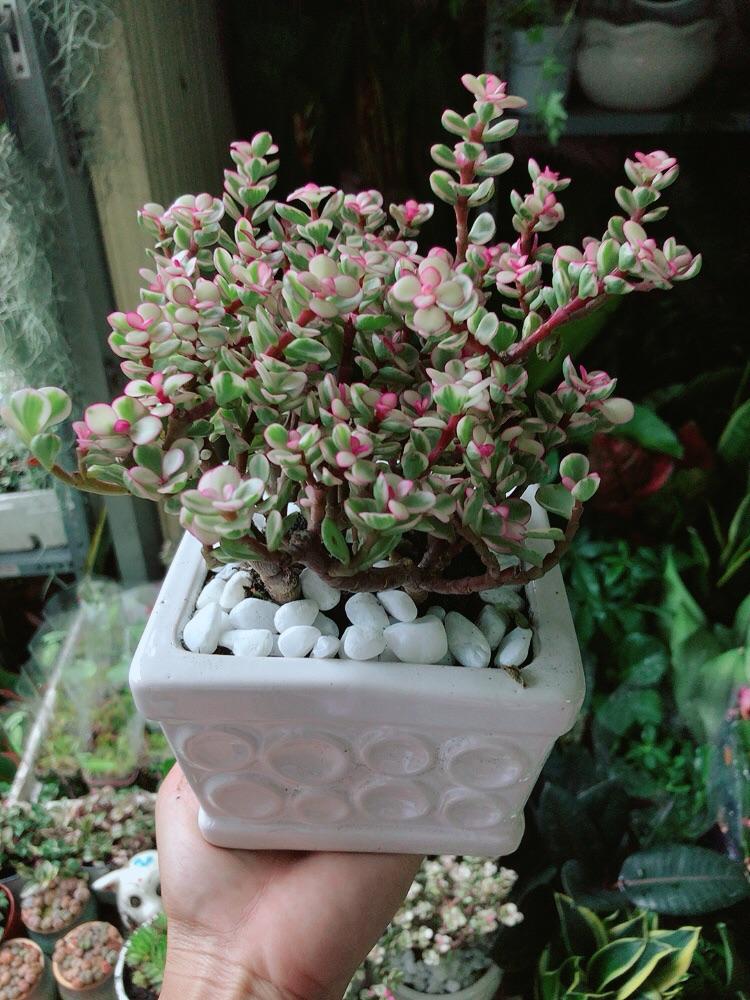 Chậu Cây Cành Vàng Lá Ngọc