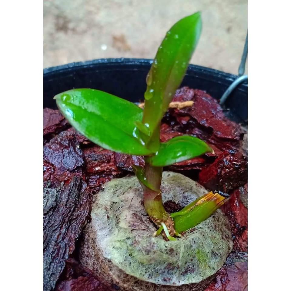 Sét 20 viên nén sơ dừa ươm kei lan, hạt giống