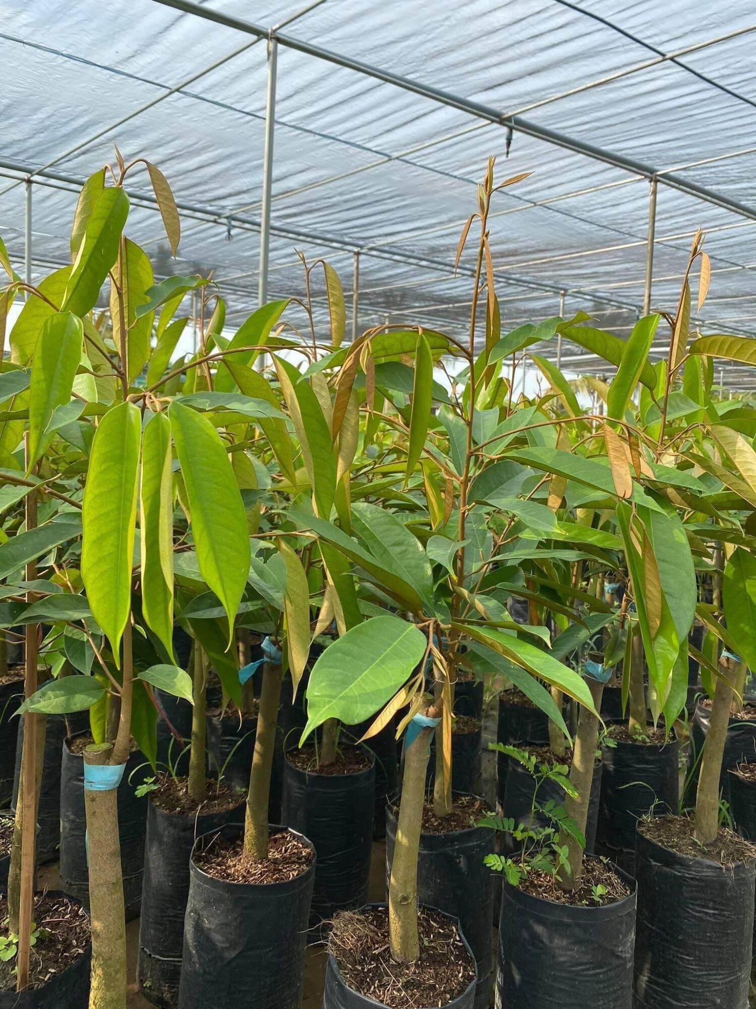 Giống sầu riêng Dona gốc 2 năm
